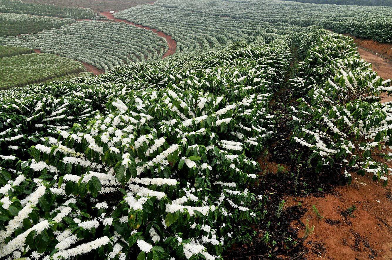 White coffee blossom on a coffee farm near Buon Ma Thuot in the Central Highlands