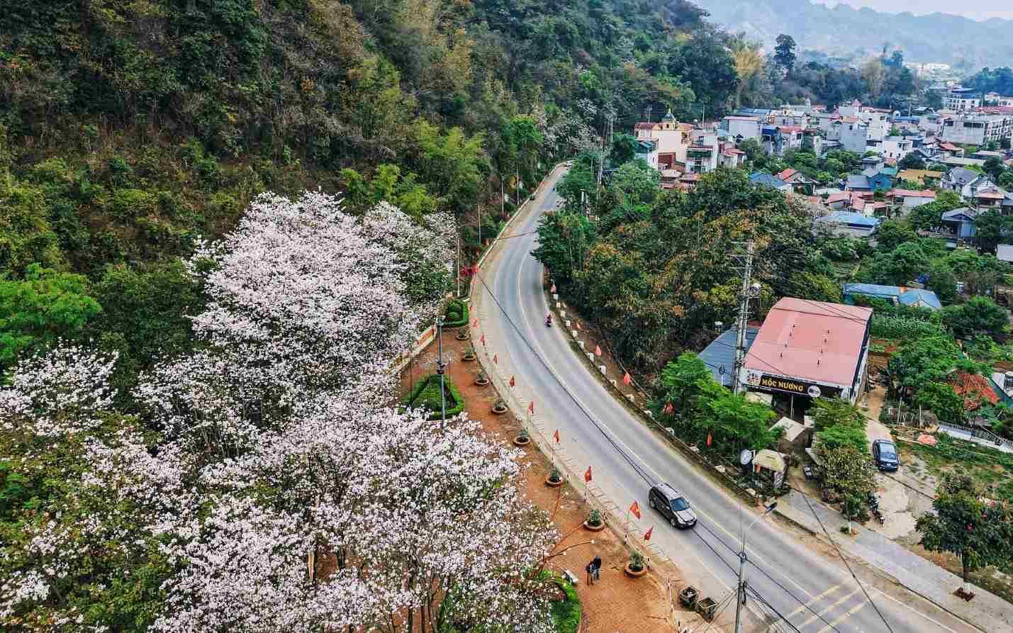 White ban flowers blooming on a hillside in north-west Vietnam in March