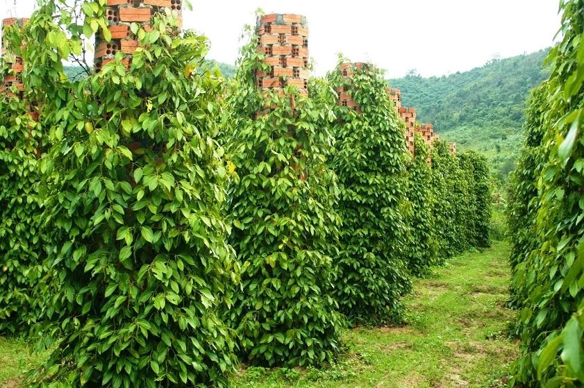 Black pepper vines growing on a farm on Phu Quoc island