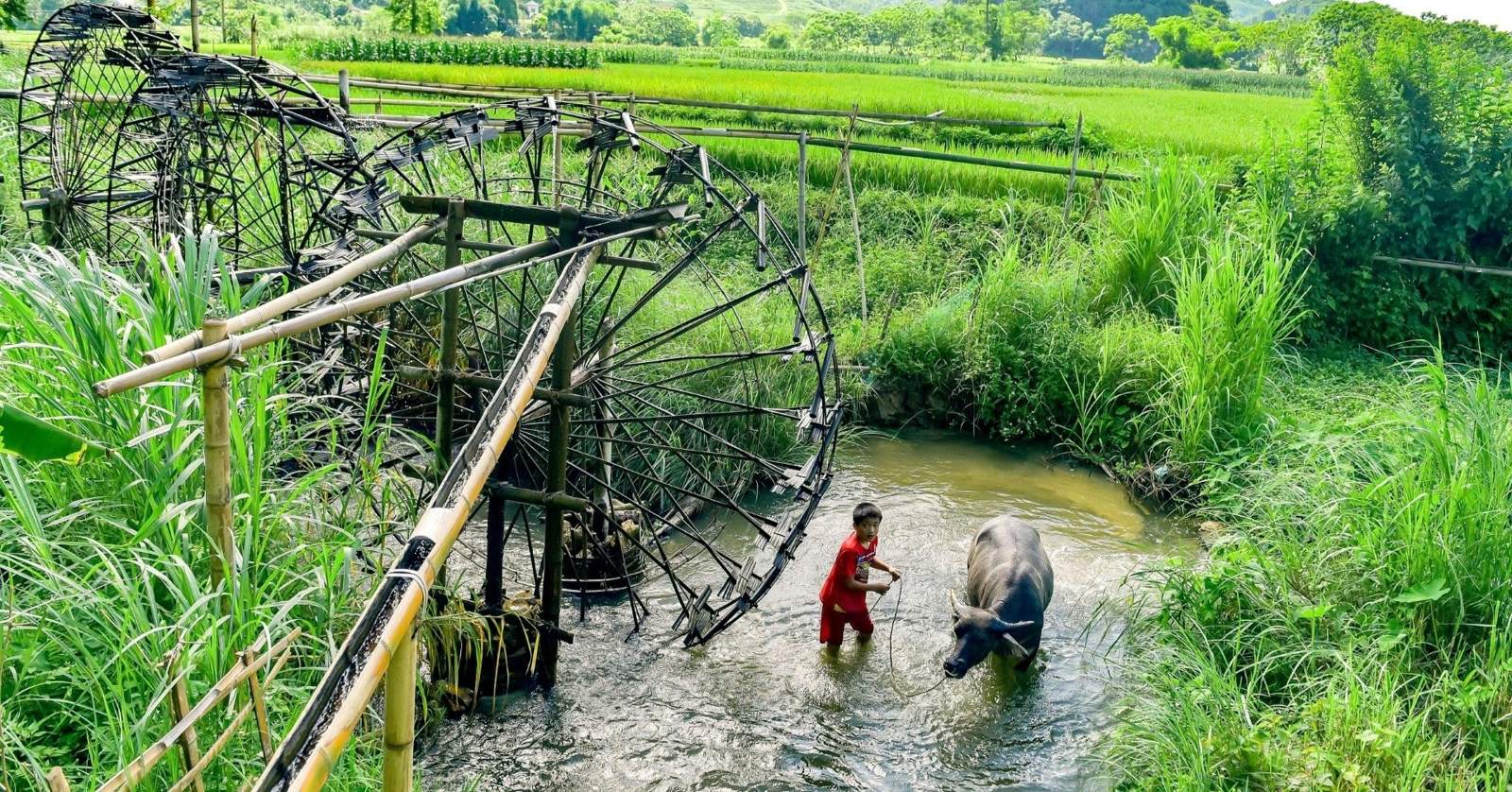 Terraced rice fields and a bamboo water wheel in Pu Luong, northern Vietnam