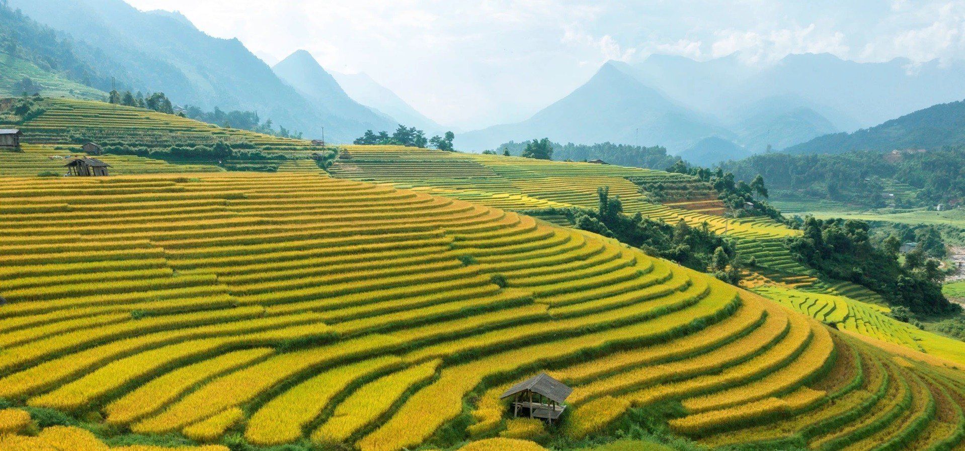 Terraced rice hills near Sapa, northern Vietnam
