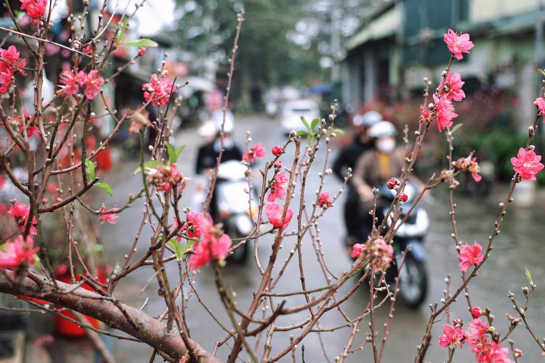 Peach blossom sold for Tet, the Vietnamese Lunar New Year