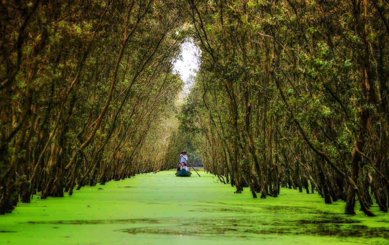 A small boat moving through a flooded cajuput forest covered in bright green duckweed
