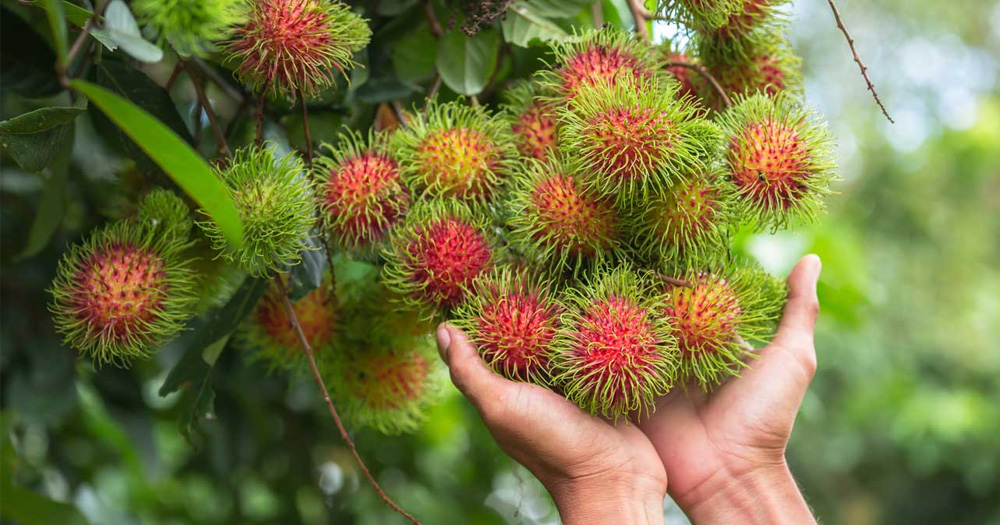 Bunches of red rambutan hanging from a tree in a tropical fruit orchard